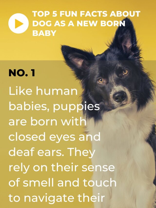 Fun Facts about Dogs as a Baby